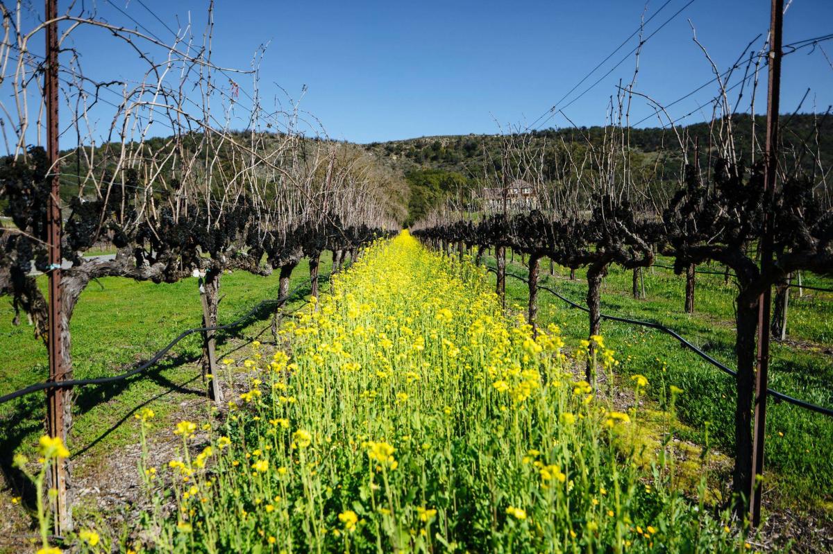 Mustard in Sonoma Valley Vineyard at Gundlach Bundschu winery in Sonoma