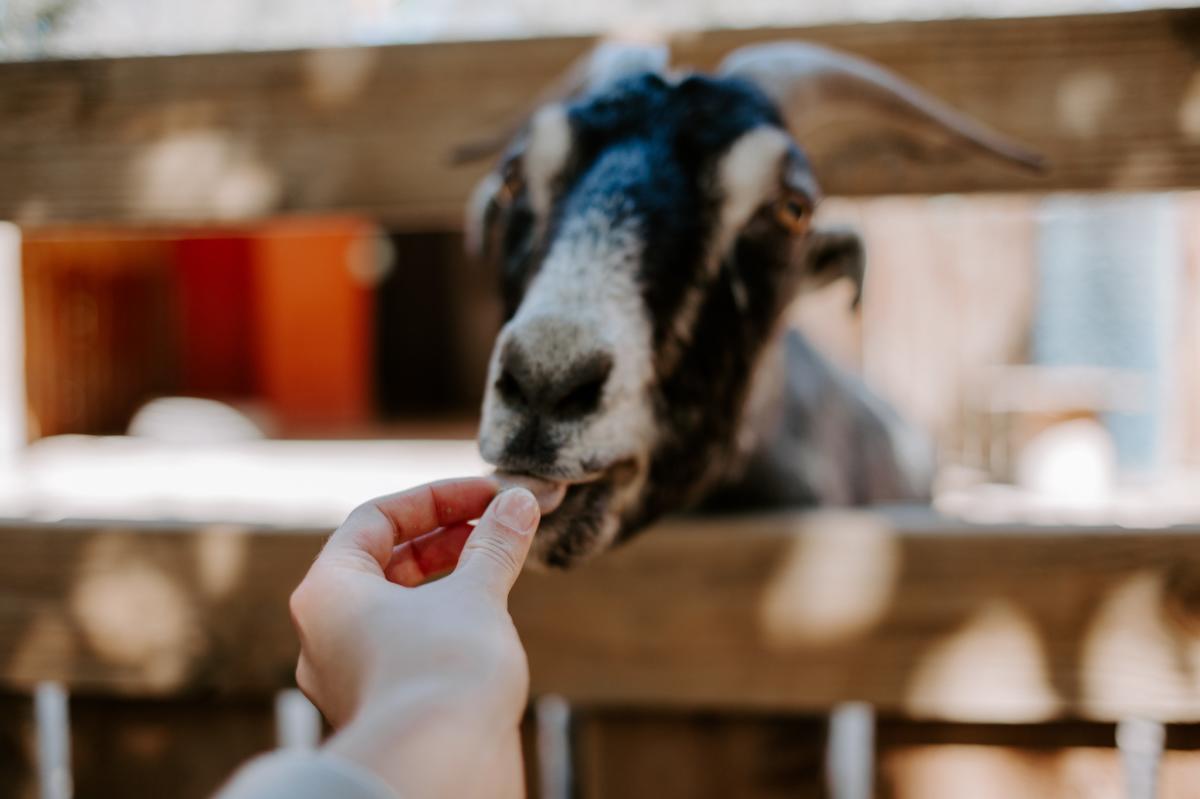 Petting zoo at Dickerson Park Zoo