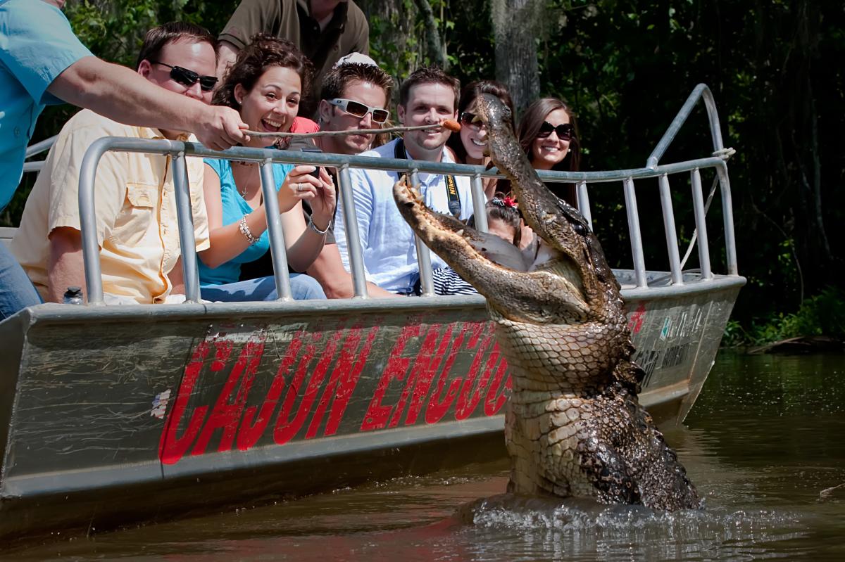Guests on Cajun Encounters tour seeing alligator up close