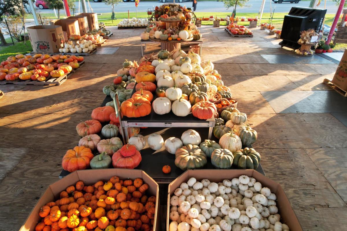 Pumpkins and gourds for fall decorating from Jim's Pumpkins in Mandeville