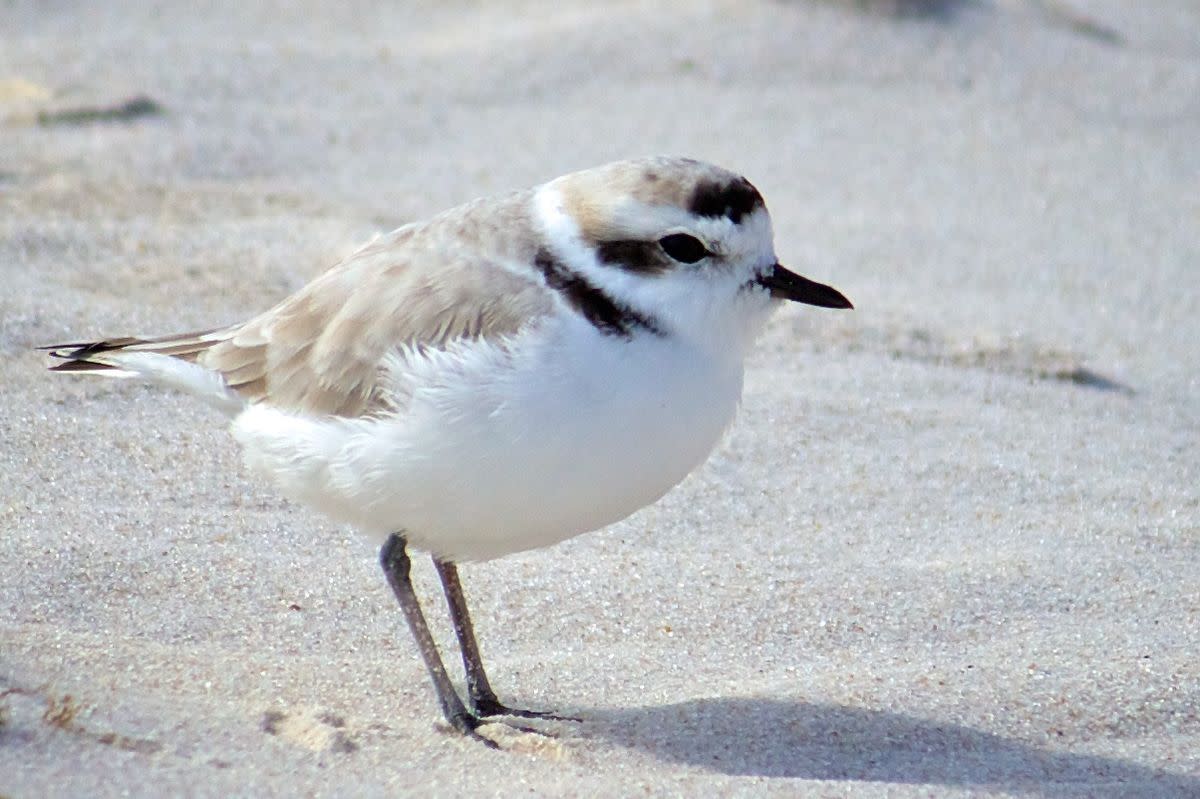Snowy Plovers in Huntington Beach