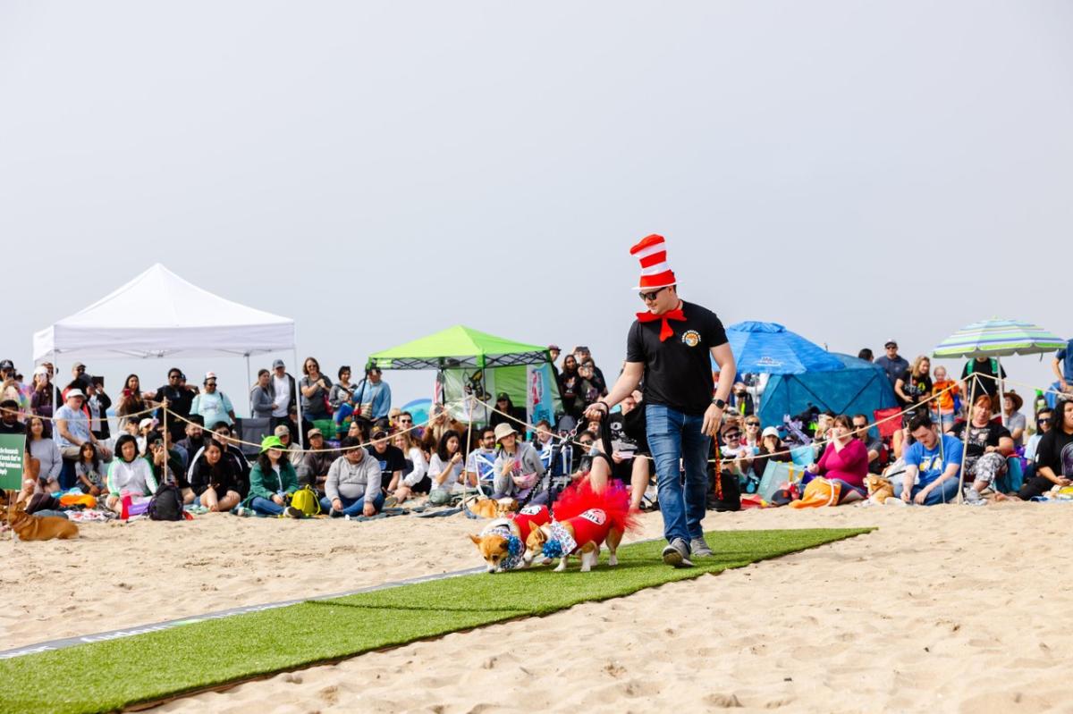 Corgi Beach Day Halloween