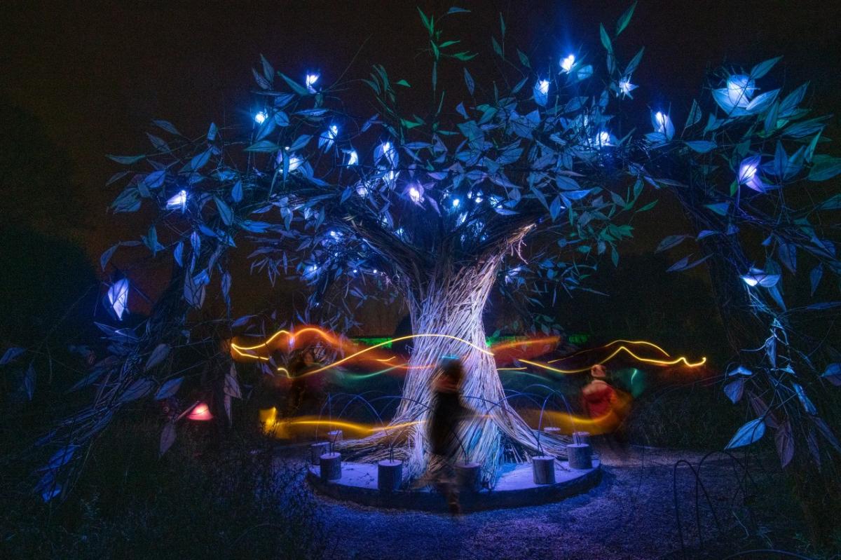 A tree with illuminated blue lights in the dark at Wakehurst in Sussex