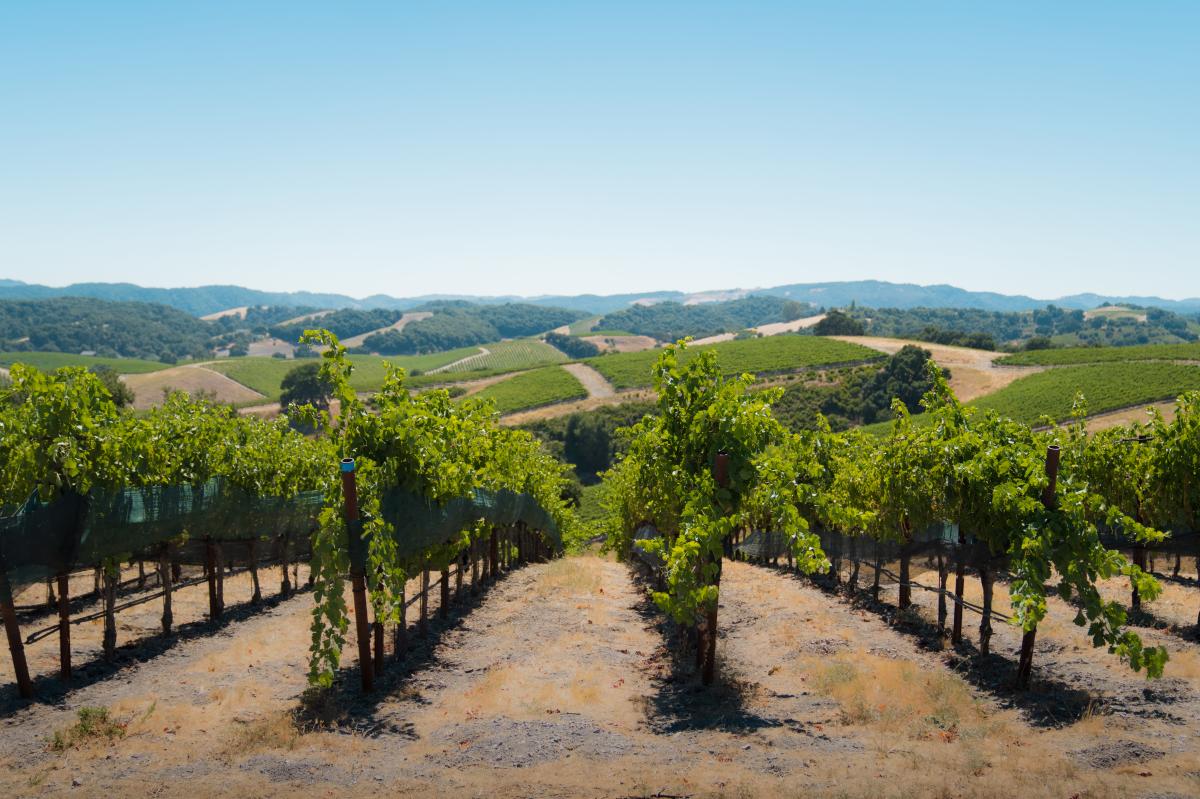 Paso Robles Vines