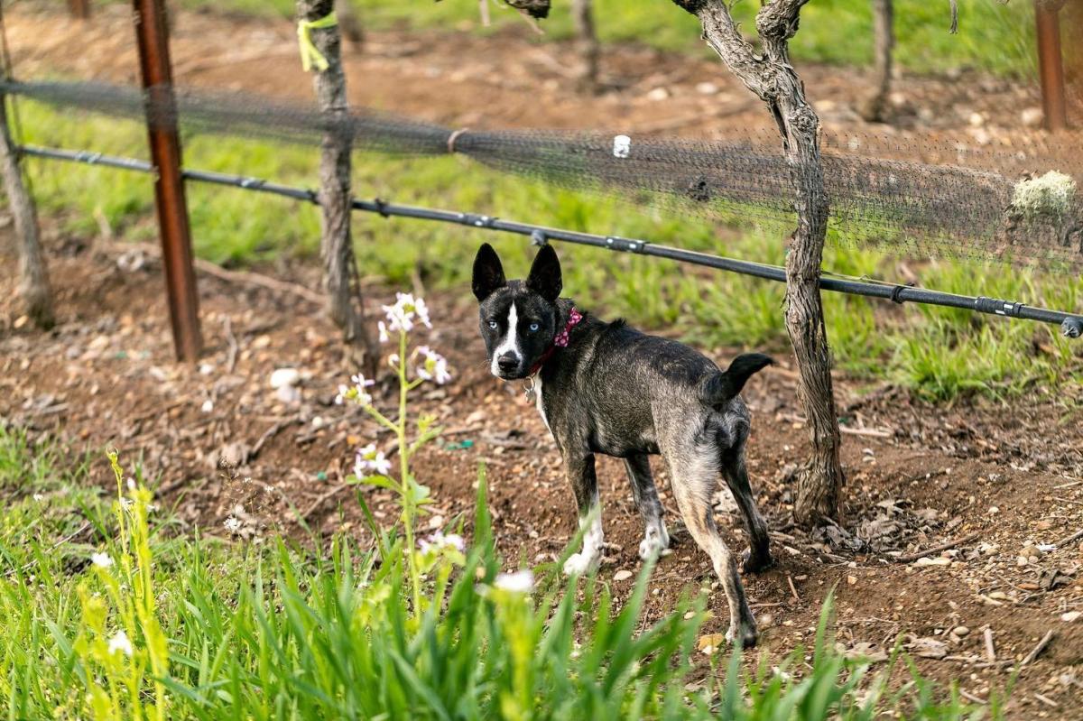 Paso Robles Wine Dog Enjoying an ONX Winery Vineyard Tour