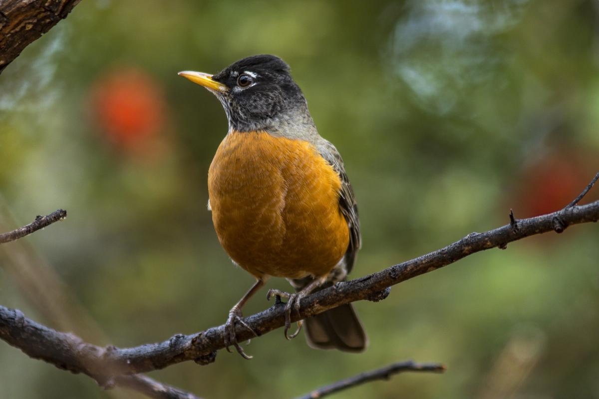 Close up of a small bird with bright orange chest sitting on a branch in Madera Canyon