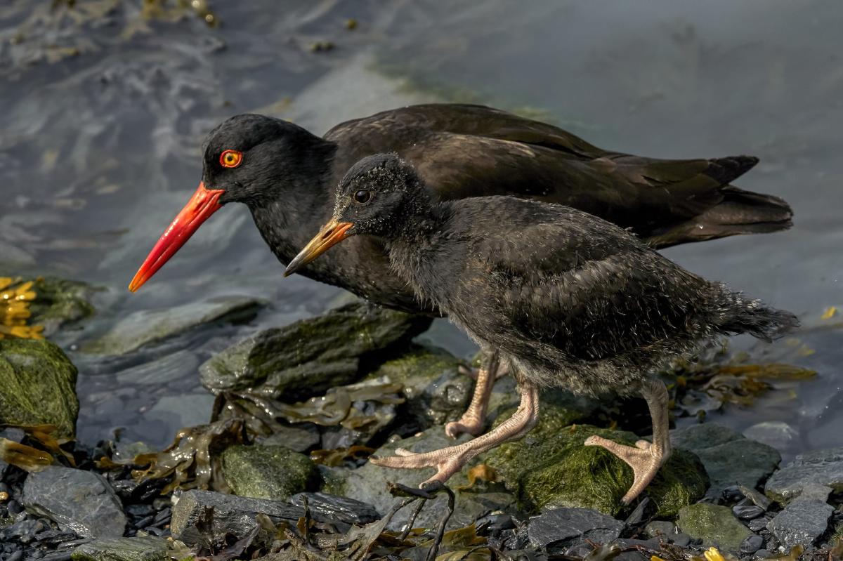 an adult oystercatcher hen and chick on a beach