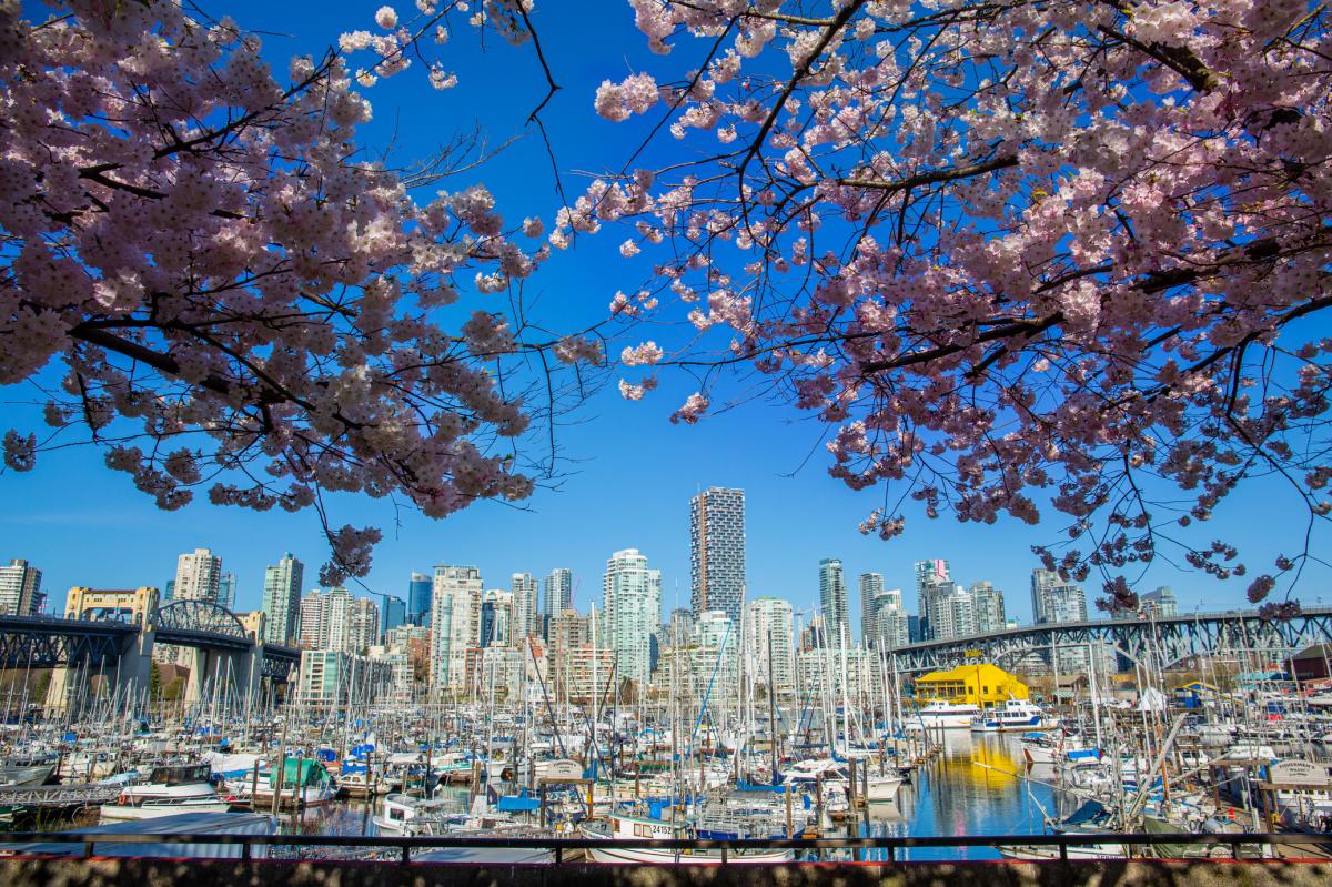 Cherry blossoms near Granville Island