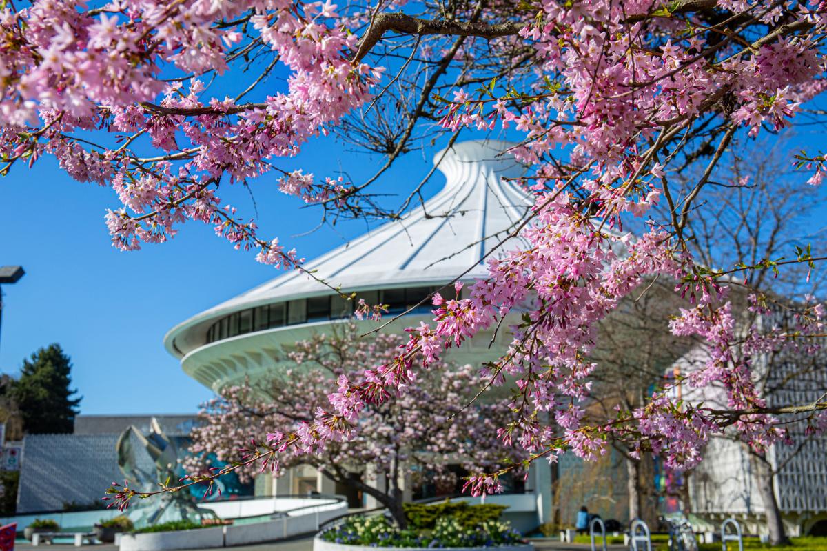 Cherry blossoms outside the Museum of Vancouver