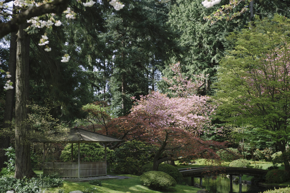 Cherry blossoms at Nitobe Memorial Garden