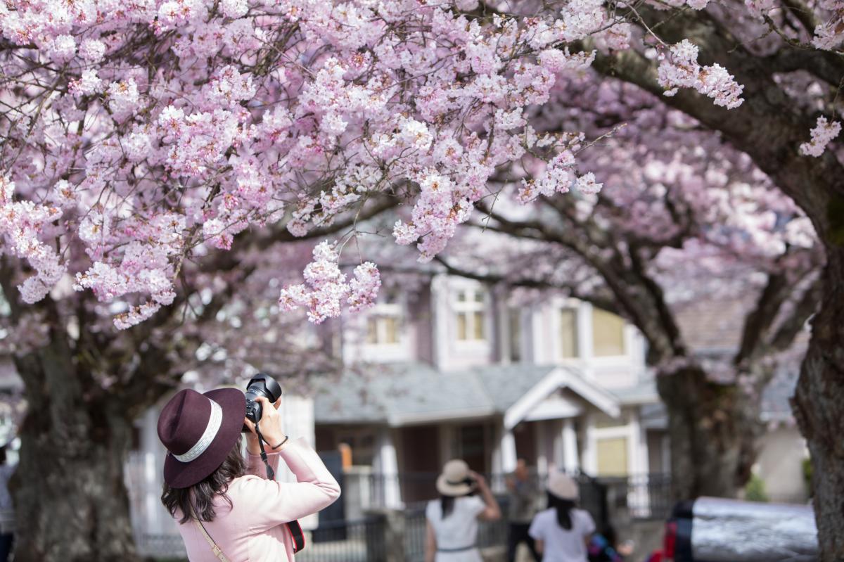 Cherry Blossoms in Spring