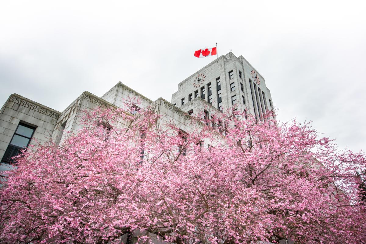 Where to Photograph Cherry Blossoms Around Vancouver