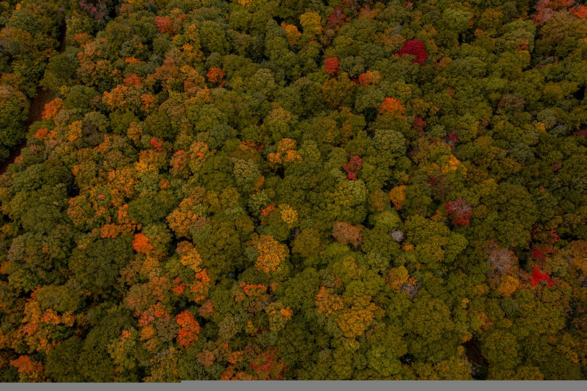 Bolton Valley Fall Aerials Leaves