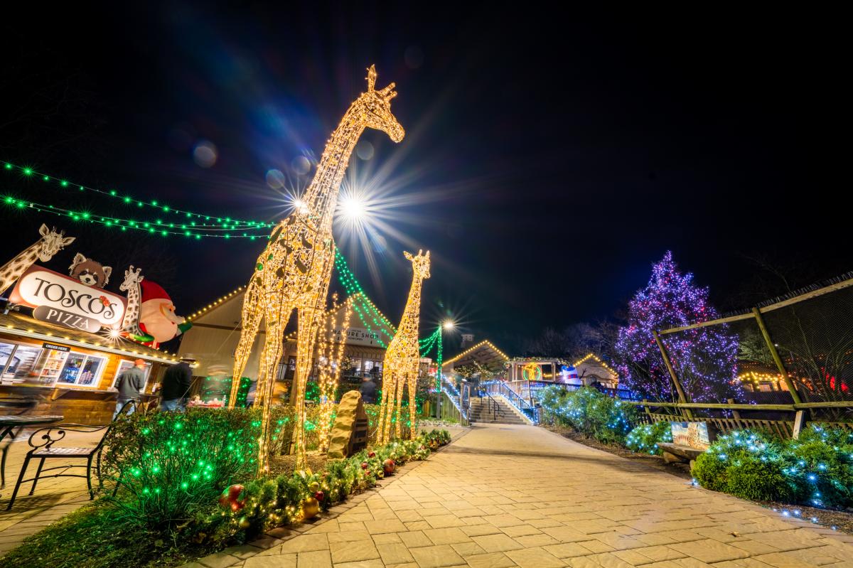 Giraffe Lights at Elmwood Park Zoo Wild Lights