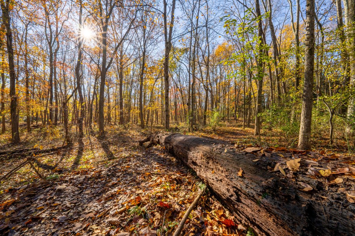 Evansburg State Park - Fall 2021