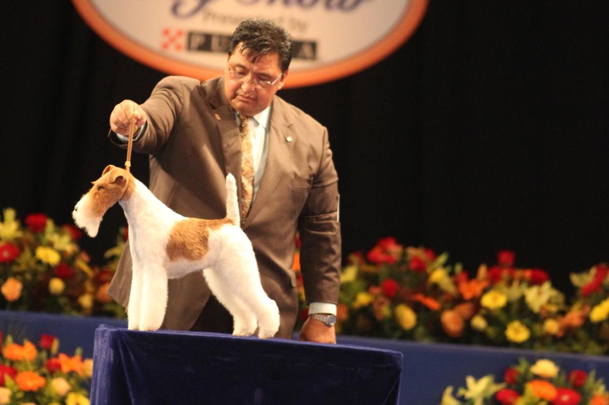 A judge inspects one of the contestants at the National Dog Show