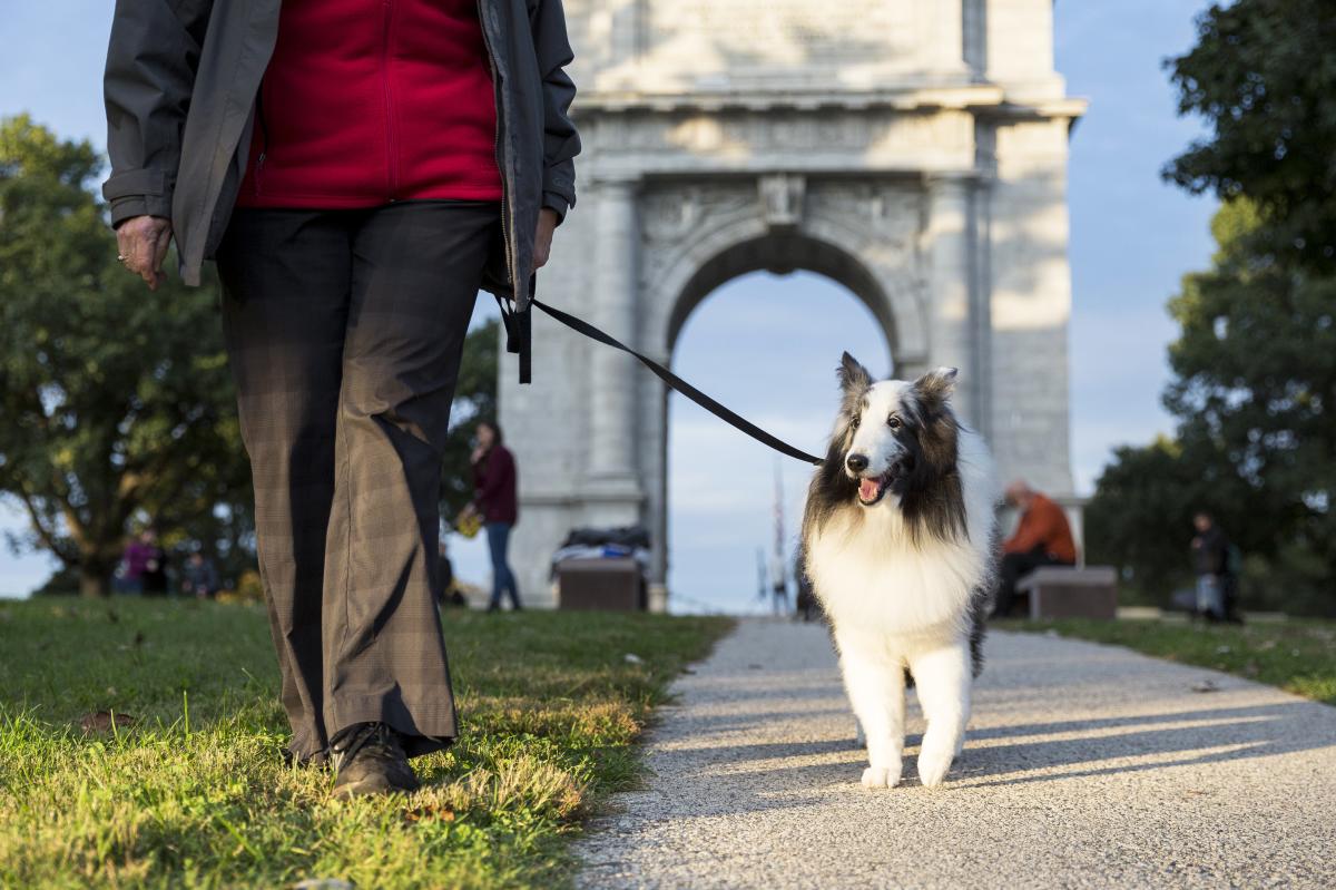 Dog being walked at Valley Forge National Park