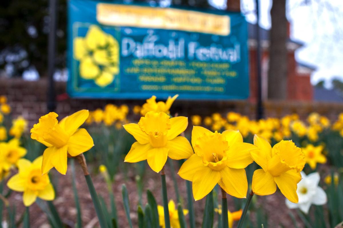 Gloucester Daffodil Festival