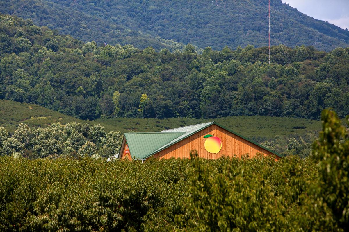 Learn About Peaches  Chiles Family Orchards