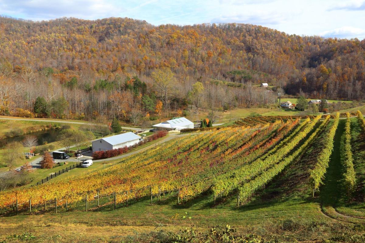 Mountain & Vine Vineyards, Formerly Delfosse Vineyards
