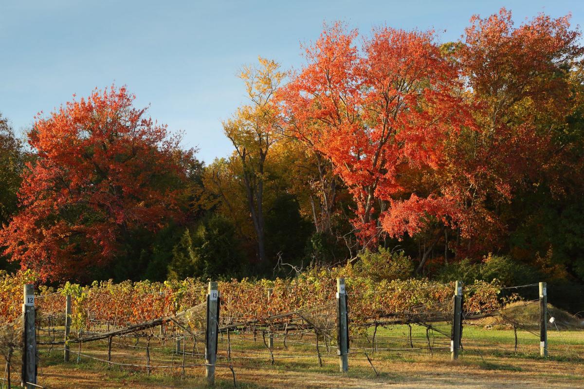 Williamsburg Winery Vineyard