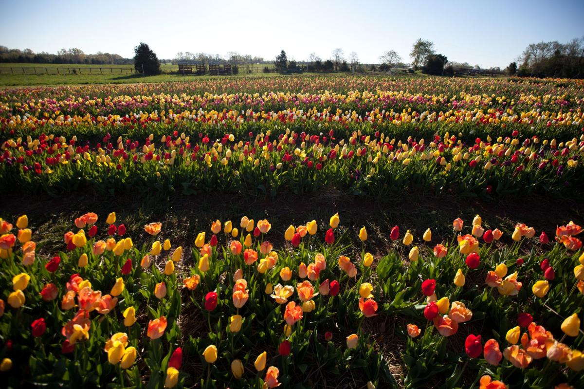 Fields of Colorful Tulips at Burnside Farms Festival of Spring
