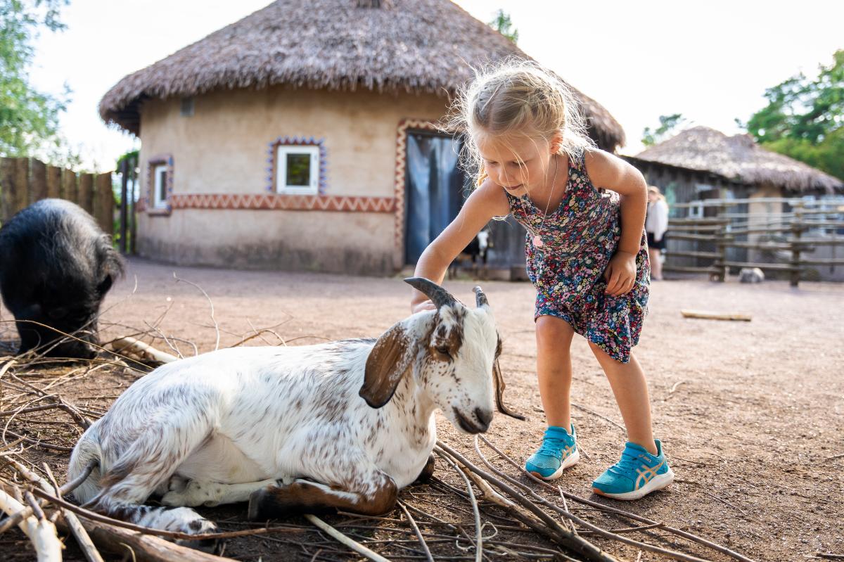 Barn som klapper en geit