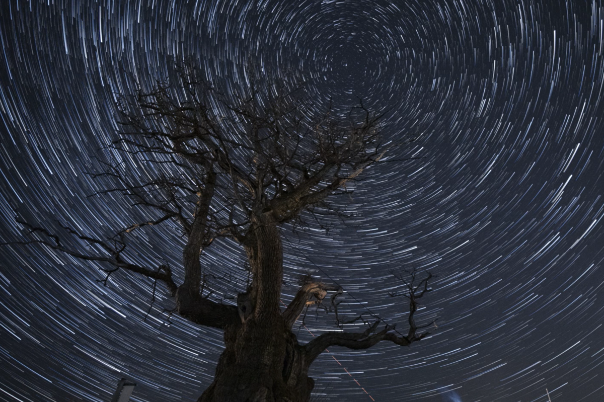 Mollestadeika under stjernehimmelen