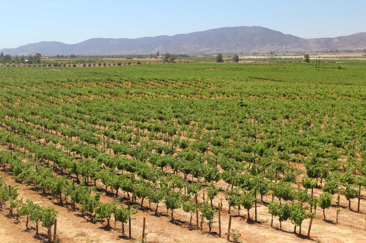 Mexican Vineyard