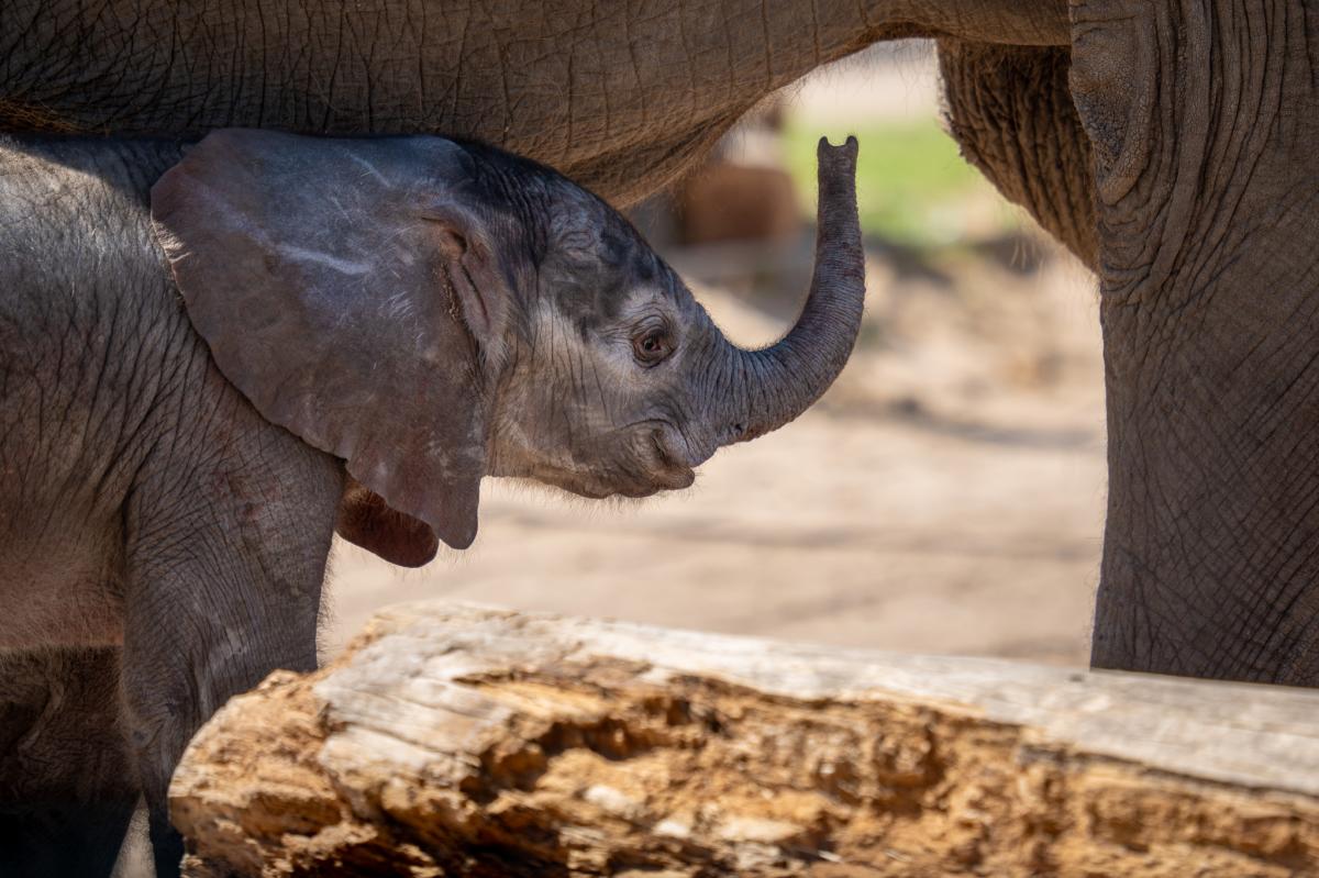 Bomani, African elephant at Sedgwick County Zoo