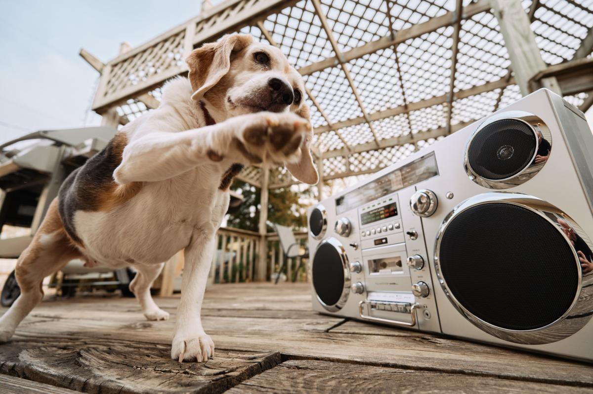 A beagle paws at a boom box in a photo taken by Darrin Hackney