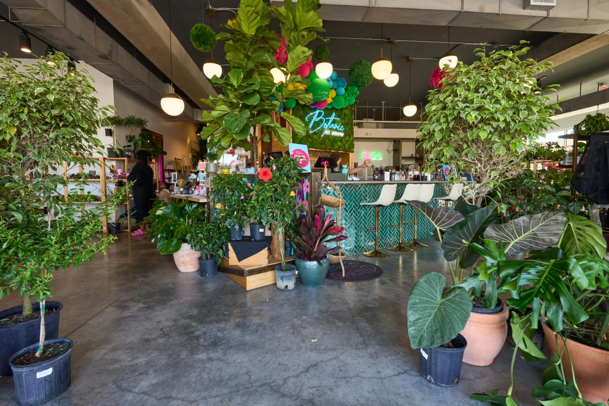 A photo taken by Darrin Hackney features plants inside of Grow Giesen Plant Shop