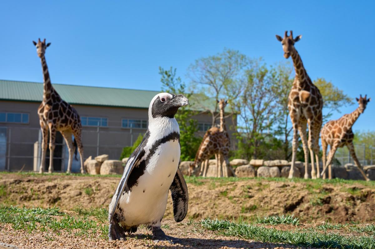 A penguin is photographed in front of giraffes by Darrin Hackney at Tanganyika Wildlife Park