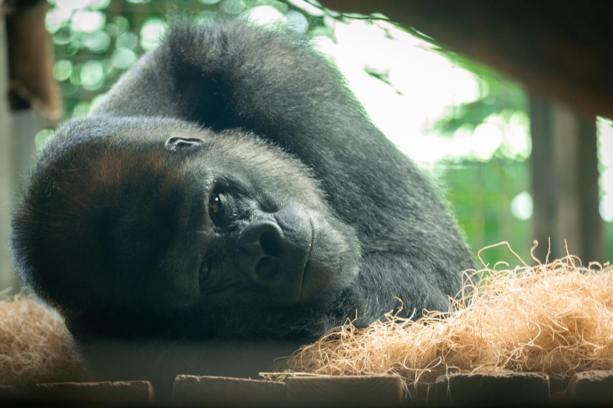 A gorilla looks throught the glass of his enclosure at the Sedgwick County Zoo