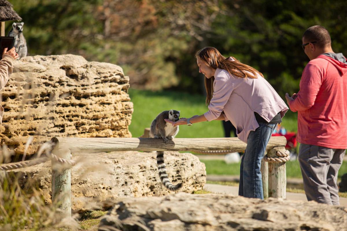 Petting Lemurs at Tanganyika Wildlife Park