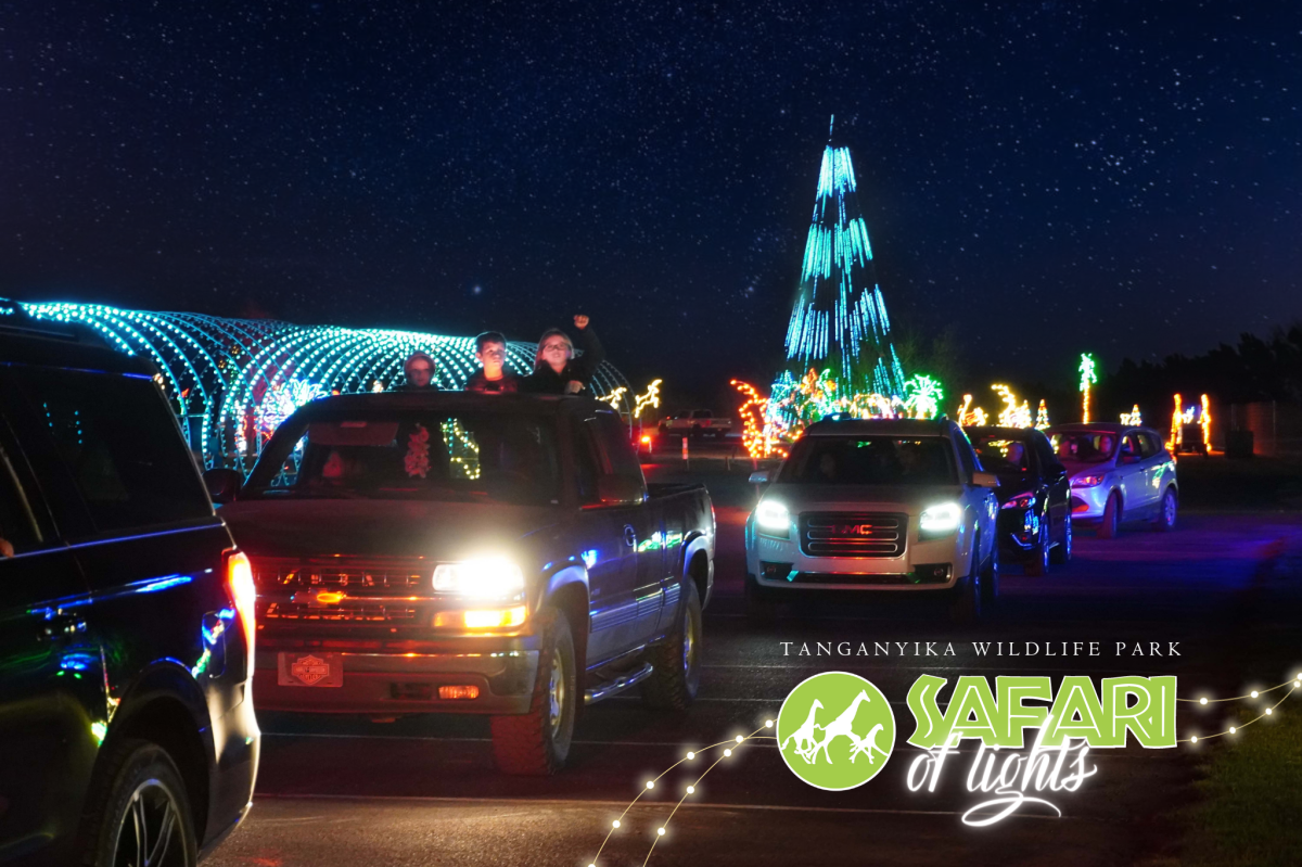 A family peers out of their truck while looking at Christmas lights at Safari of Lights at Tanganyika Wildlife Park