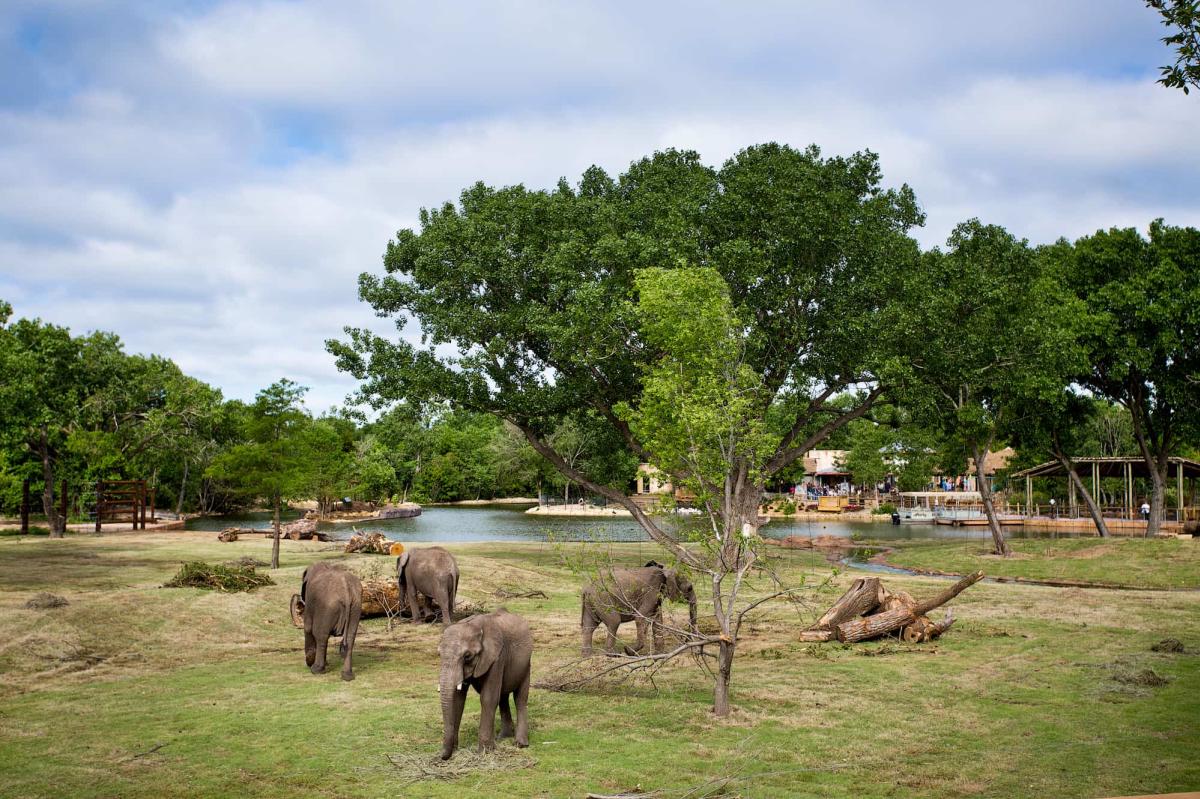 Elephants at the Sedgwick County Zoo