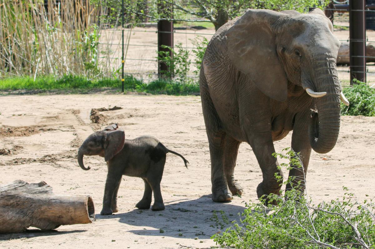 A baby elephant stands next to his mother outside at the Sedgwick County Zoo in Wichita.