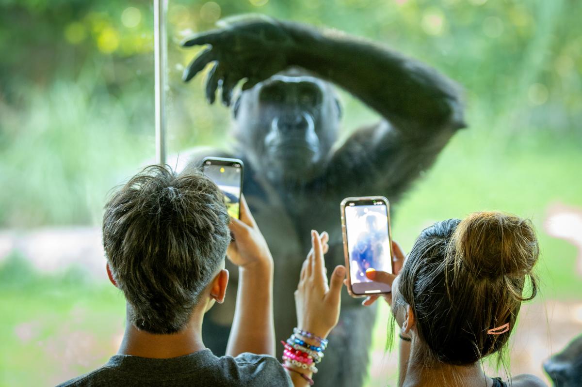 A gorilla looks at zoo visitors through the glass of its enclosure at the Sedgwick County Zoo
