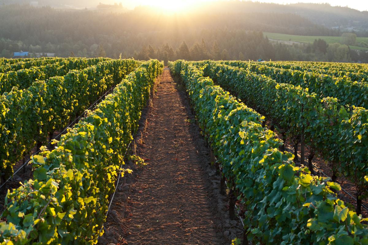 vineyard in Willamette Valley