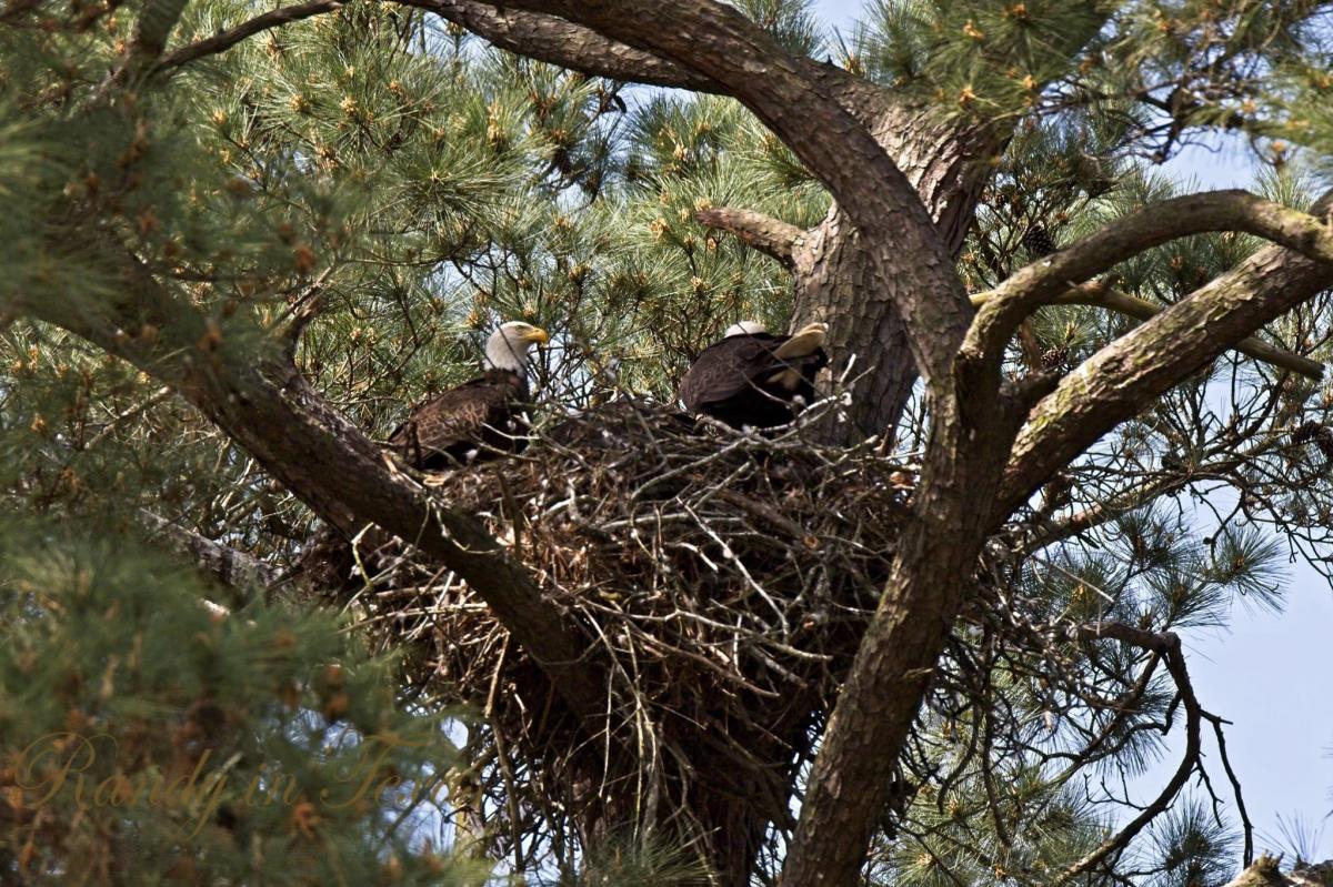 Eagles-in-Nest-The-Woodlands