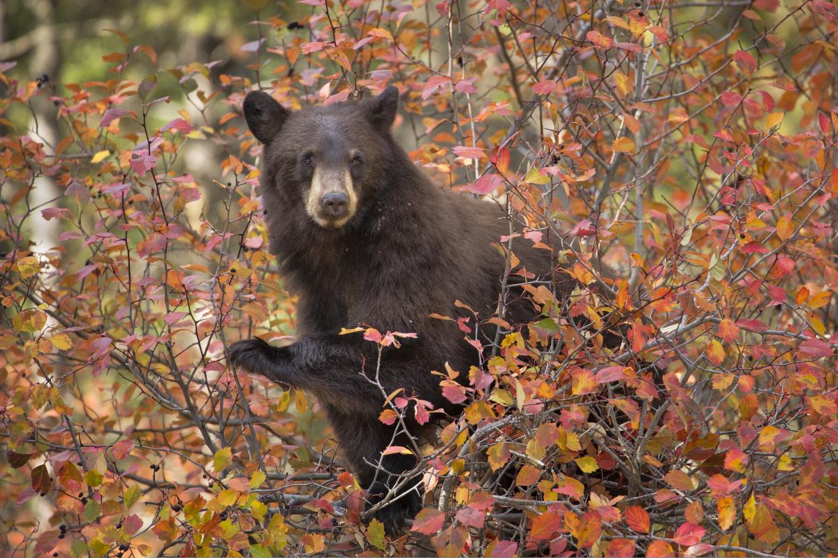Bear in a tree with red and orange leaves.