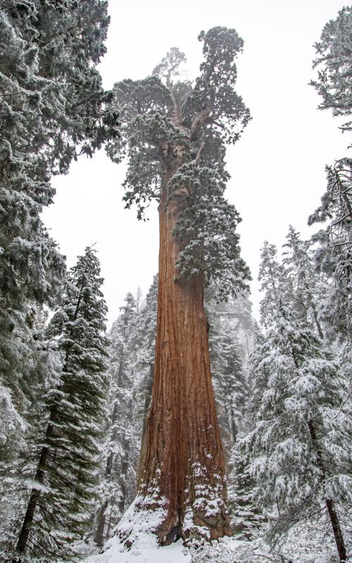 Snow-covered towering giant sequoia tree