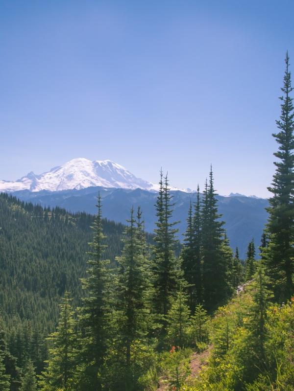 Noble Knob