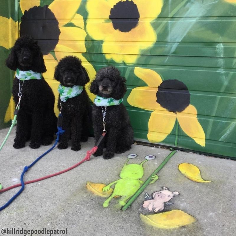 Three dogs David Zinn drawing