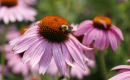 Penn State Extension Master Gardener Walk & Talk – Park Rx