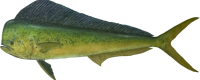 Mahi Mahi