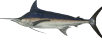 Marlin