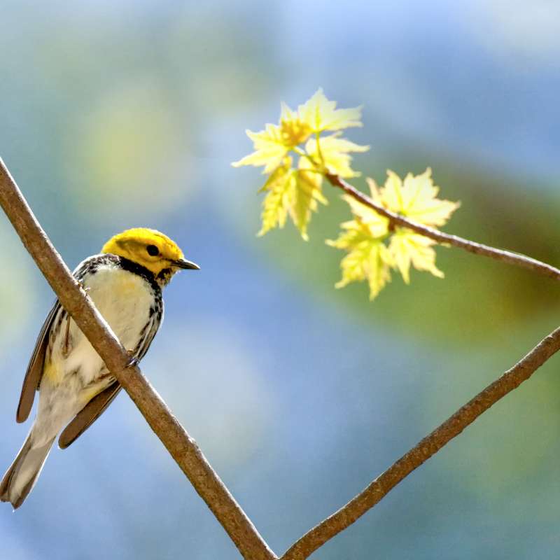 8 Places to Bird Watch in Asheville, NC