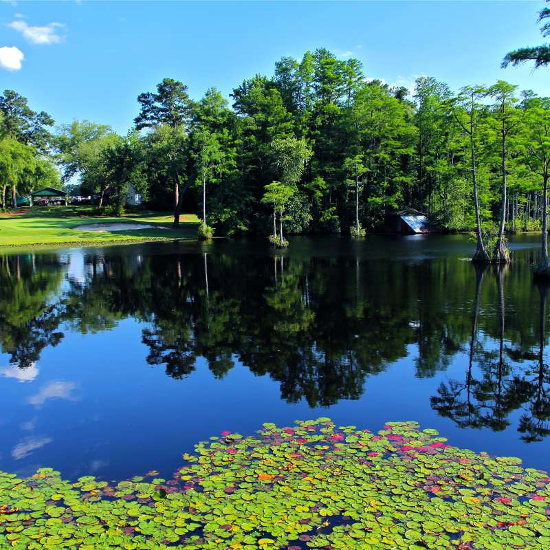 Cypress Lakes Golf Course - Lilly Pads - Pond